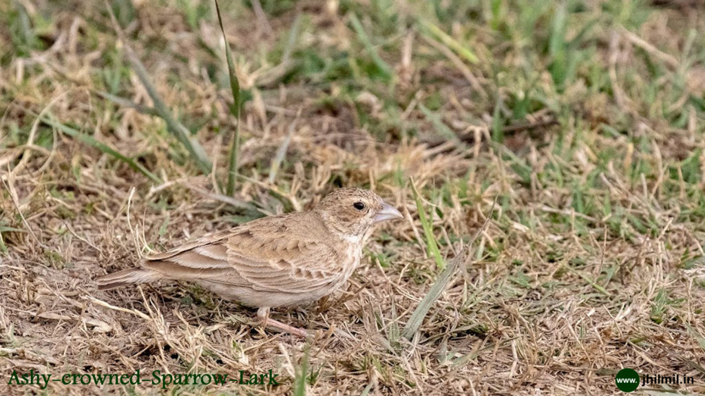 Ashy Crowned Sparrow Lark