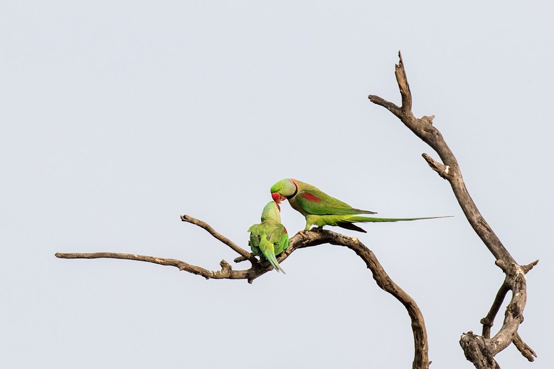 Alexandrine-Parakeets, Jhilmil Jheel Reserve | Jhilmil Jheel ...