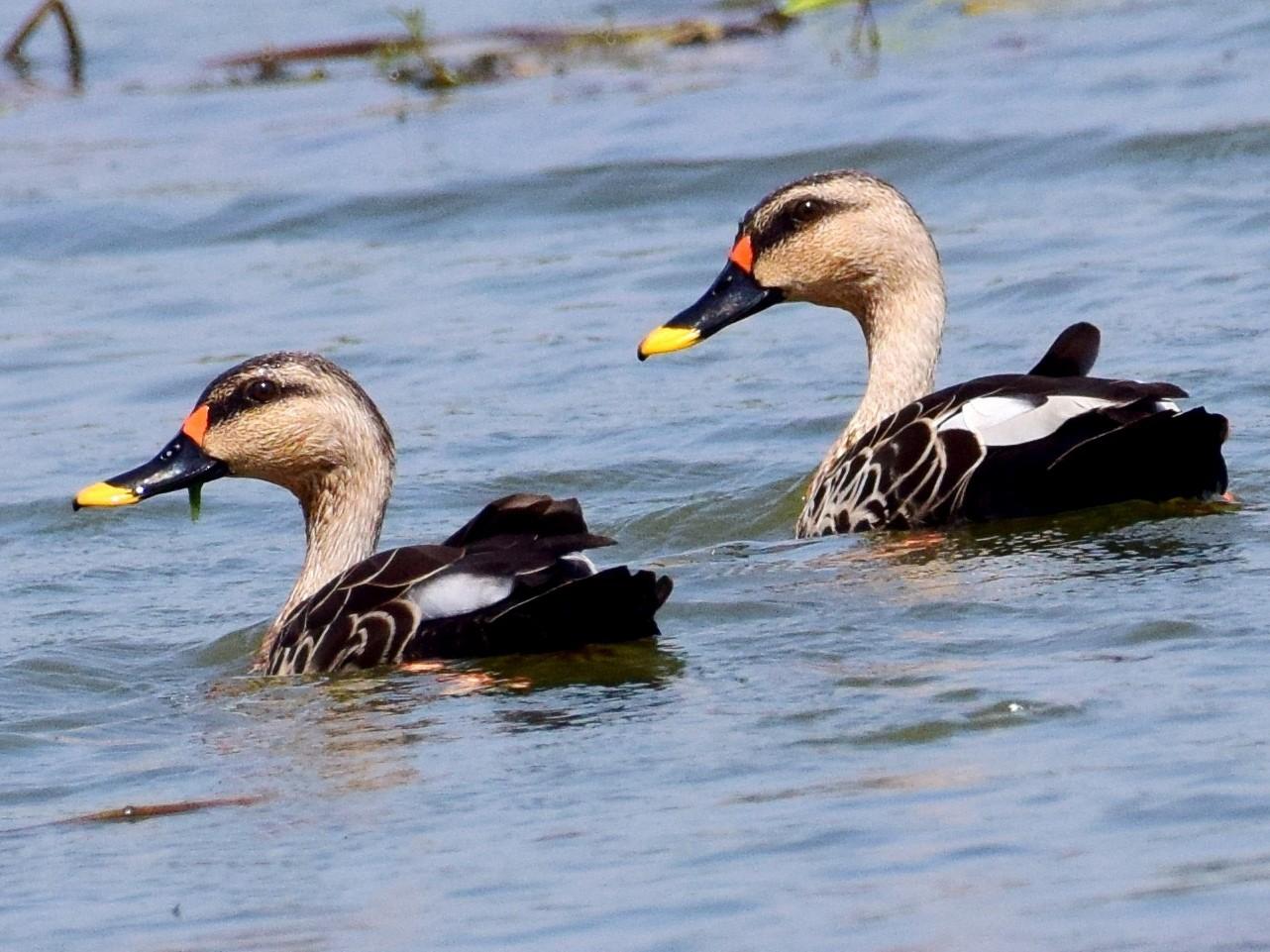billed-duck-1