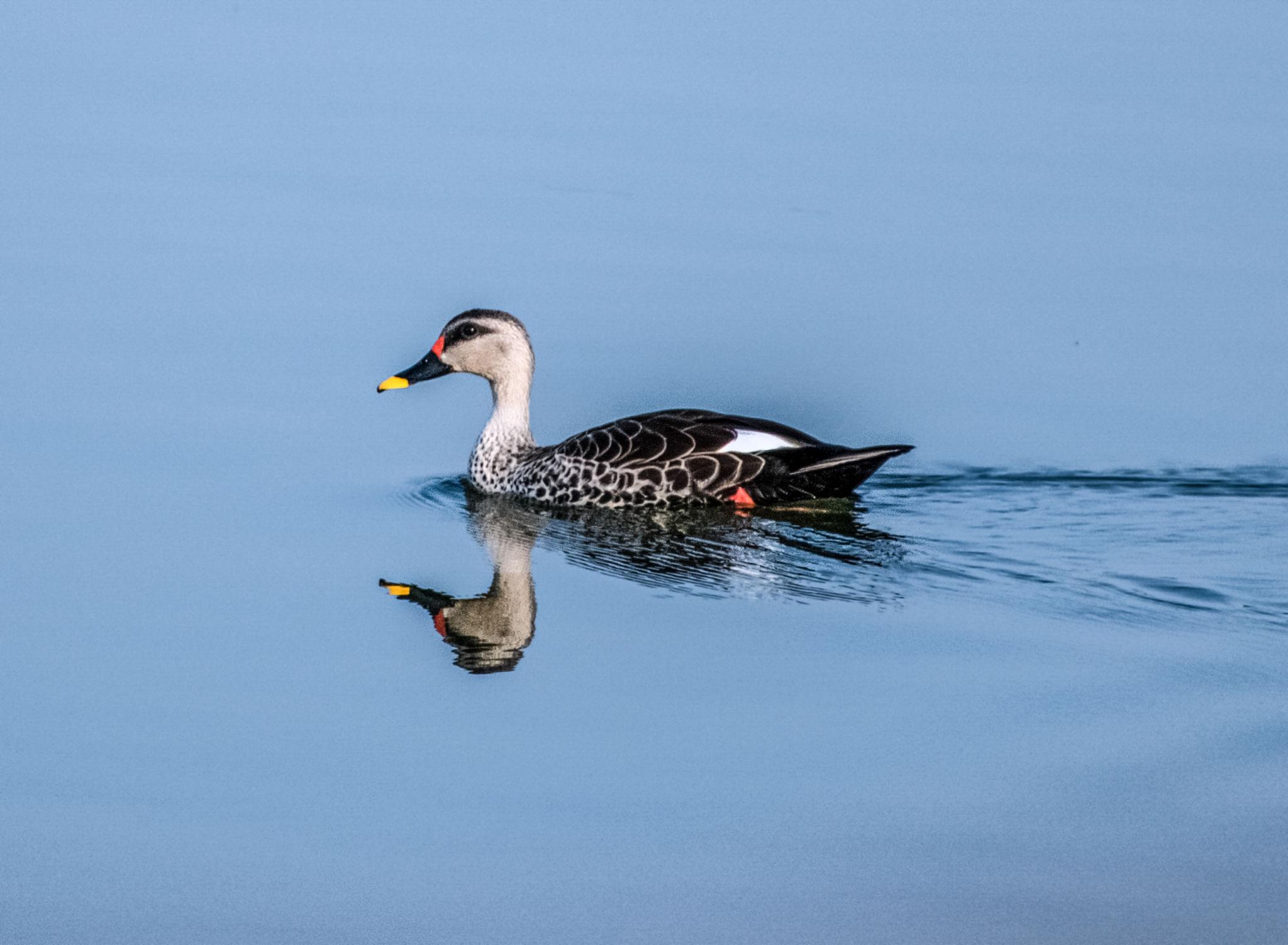 billed-duck-2