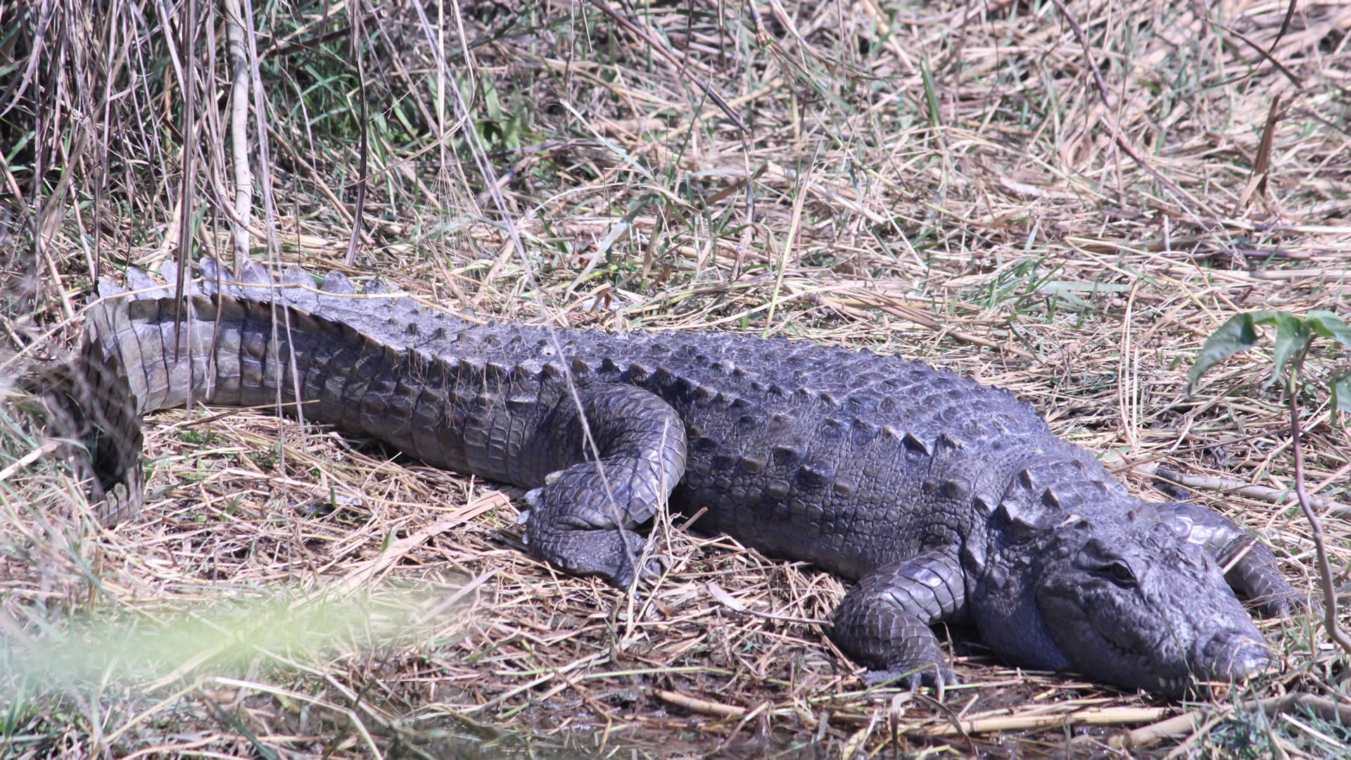 CROCODILE