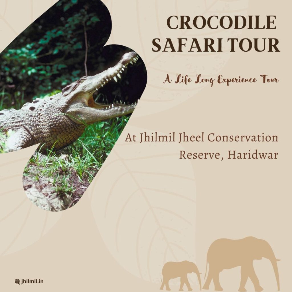 CROCODILE SAFARI TOUR