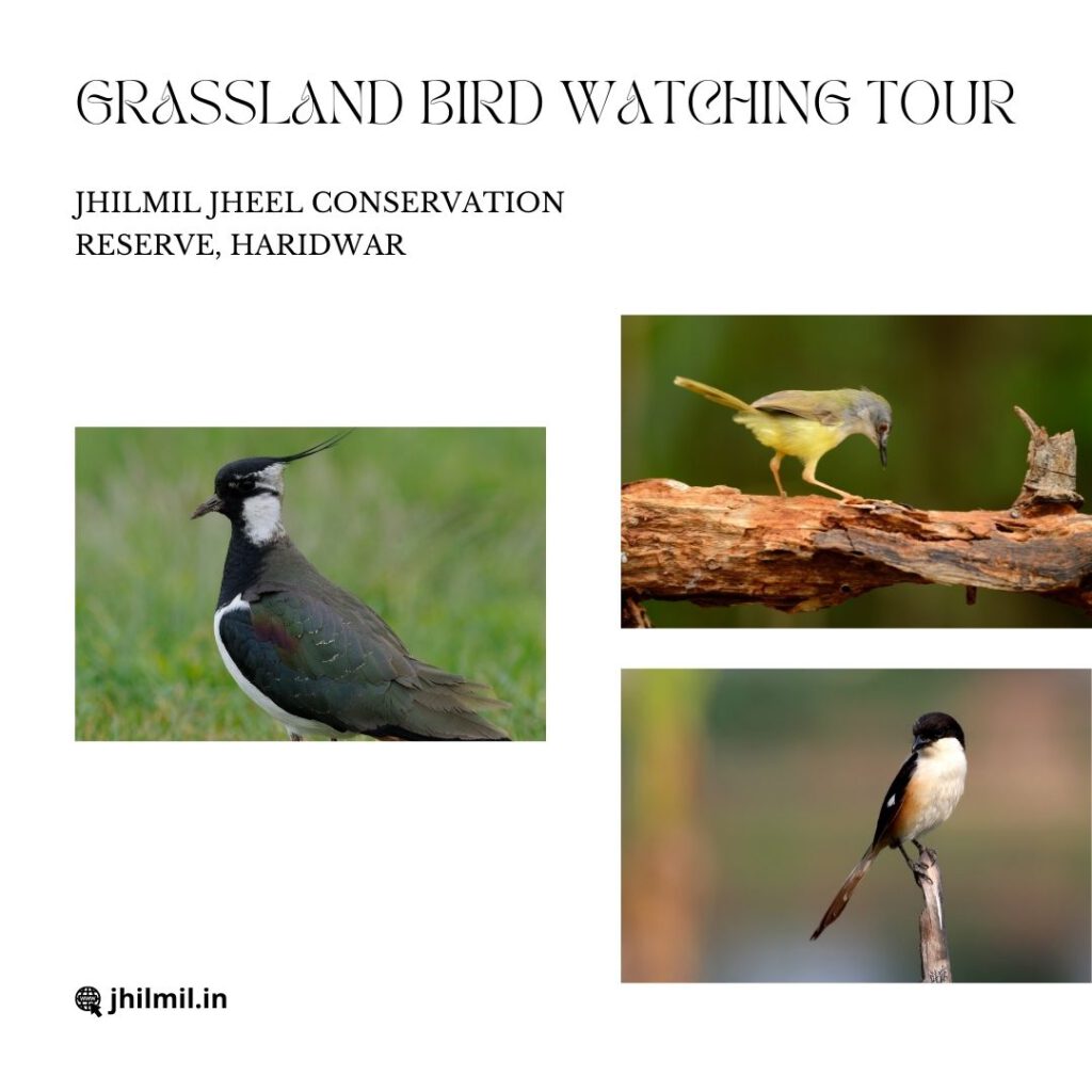 Grassland Bird Watching Tour