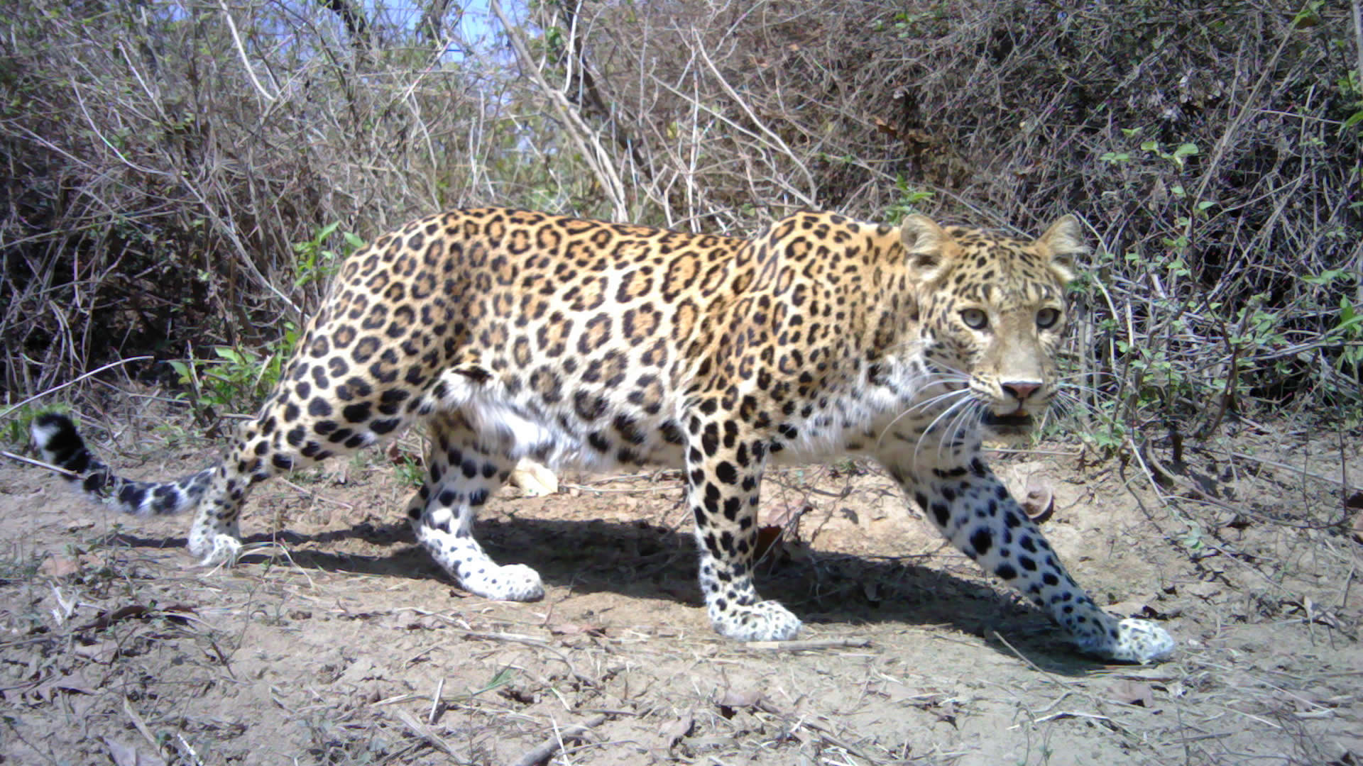 LEOPARD ON TRACK