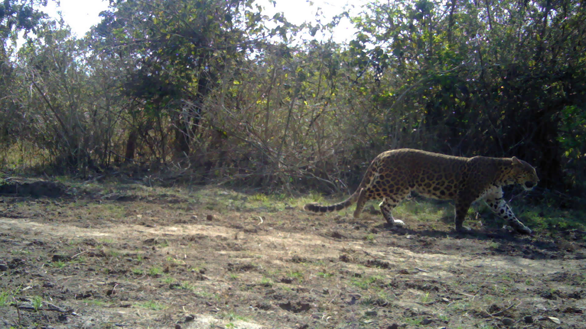 LEOPARD ON TRACK