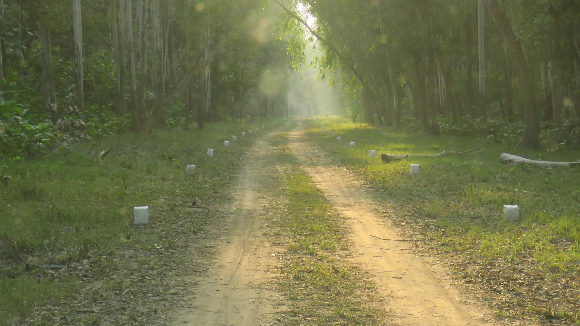 SAFARI TRACK