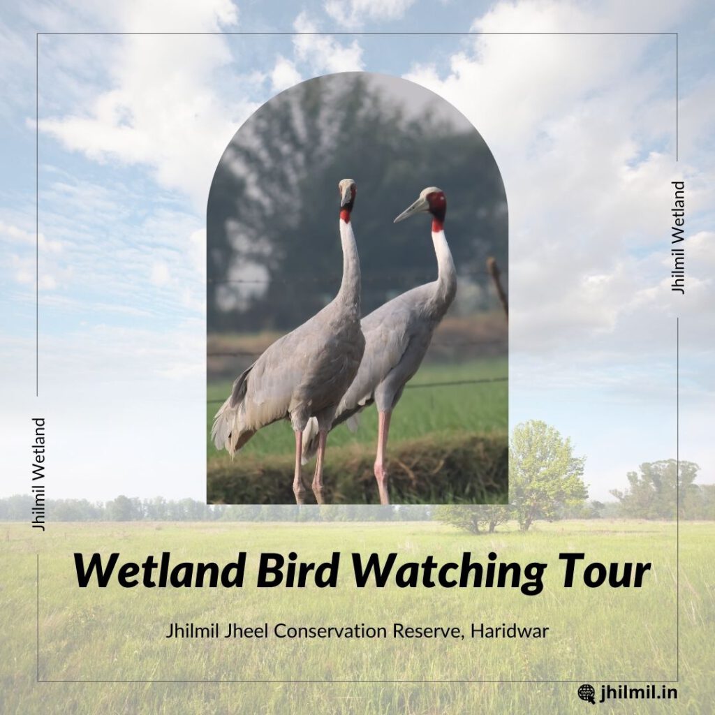 Wetland Bird Watching