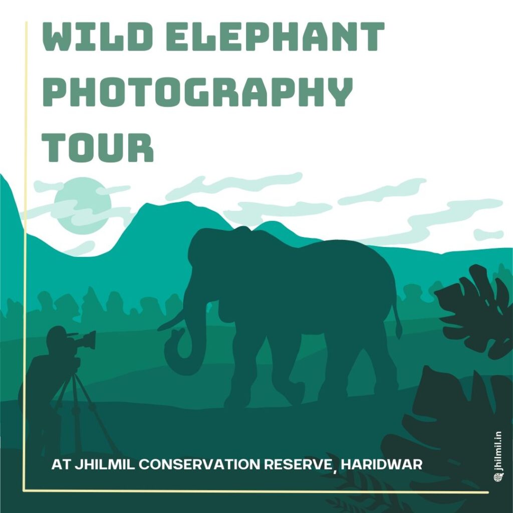 wild-elephant-photo-tour